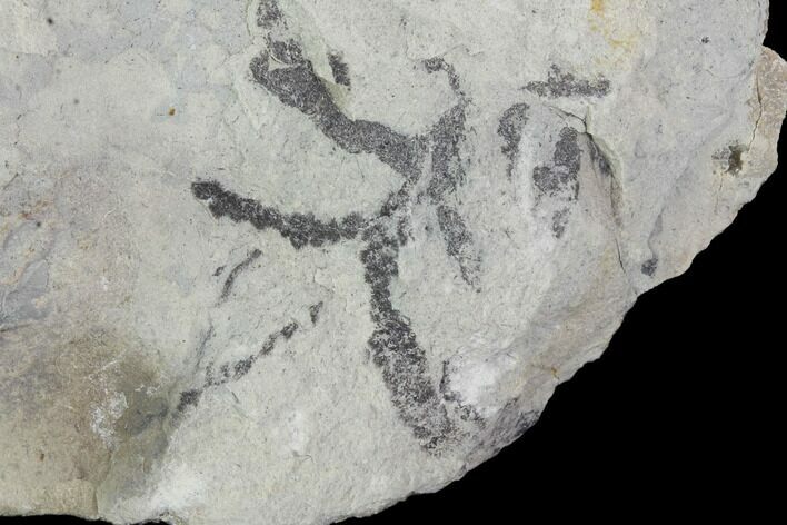 Detailed Silurian Fossil Algae (Leveillites) - Estonia #91895